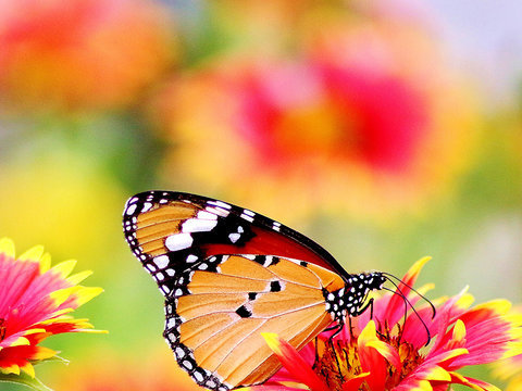 Schmetterling auf hübscher Blüte