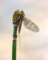 Subimago der Märzbräune (Rhithrogena germanica)